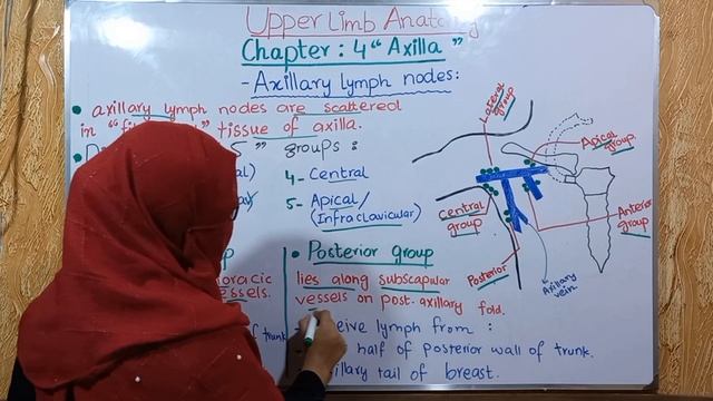 Axillary lymph nodes || chapter 4 || axilla || upper limb anatomy || bd churasia смотреть онлайн