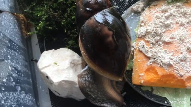 Ахатина Фулика стандарт. Тыковка ?✨ смотреть онлайн