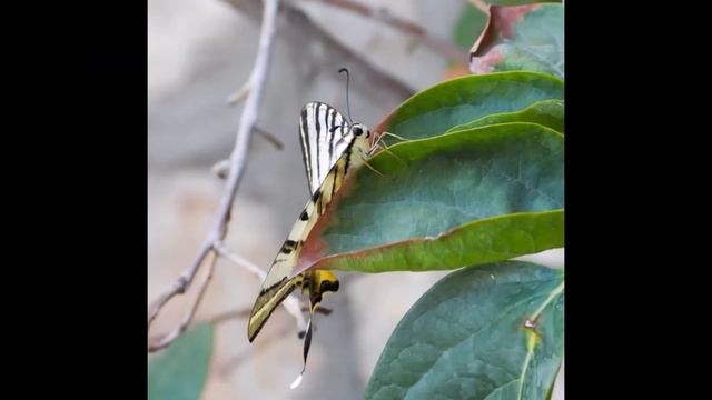 Butterfly ( Iphiclides podalirius, Podalirium ) смотреть онлайн