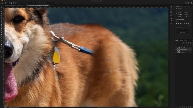 DOG PHOTOGRAPHY - How to remove a leash in Photoshop (Complex Removal) смотреть онлайн