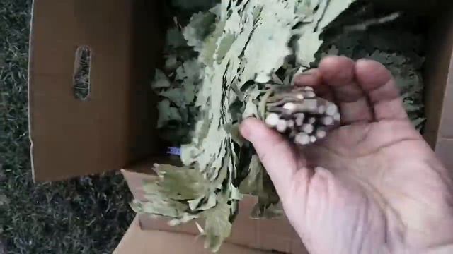 Обзор порослевого Кавказского дуба из Адыгеи смотреть онлайн