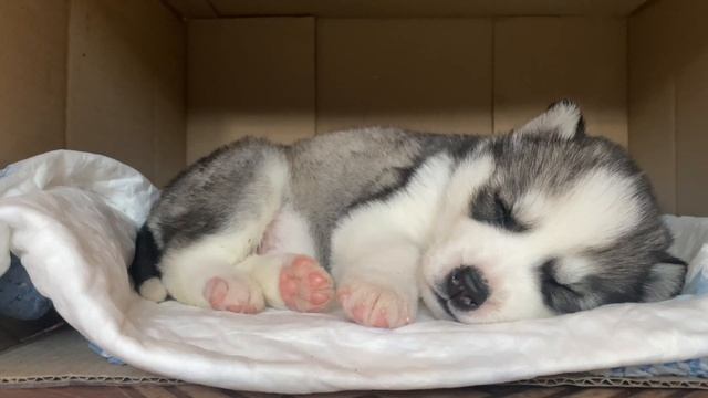 Husky, 1 Month/ Хаски 1 месяц