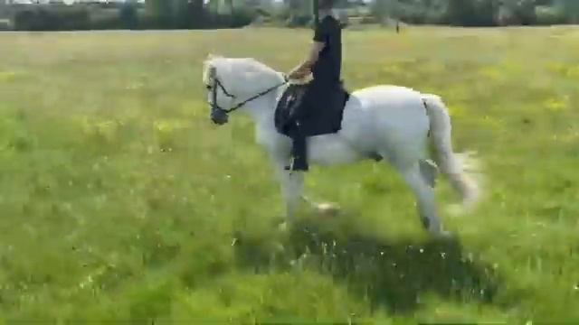 Pom klementieff riding horse #29 смотреть онлайн
