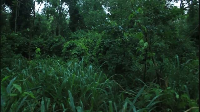 The world's most brazenly hidden bird -- the common potoo смотреть онлайн