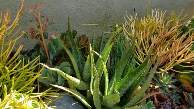 SUCCULENT GARDEN CHECK-UP смотреть онлайн