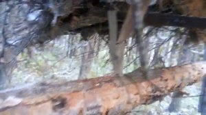 Устройство кулемки. Ловушка на соболя. Принцип работы.