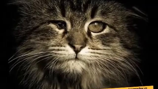 бездомный кот смотреть онлайн