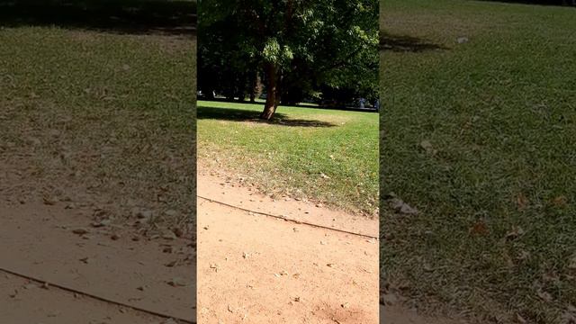 Саксофон в парке у Собора. Калининград. Часть 2 смотреть онлайн