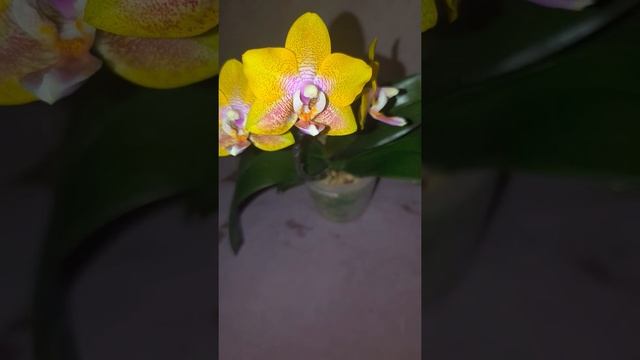 Phalaenopsis Sogo Lawrence смотреть онлайн