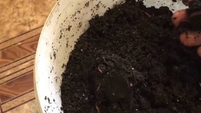 Как поживают навозные черви, которых запас на зиму. смотреть онлайн