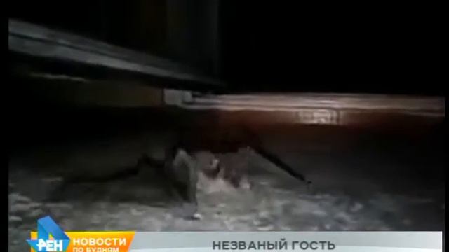 Народный корреспондент: летучая мышь в подъезде дома смотреть онлайн