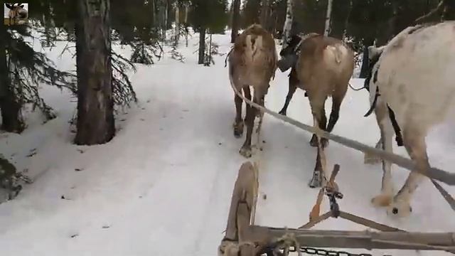 ХОРЕЙ / Шест (песня) / На Ханты языке смотреть онлайн