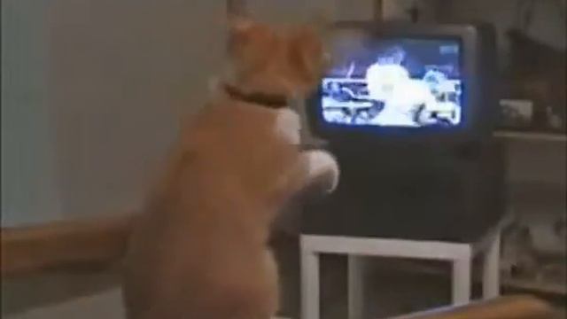 Кот смотрит телевизор! смотреть онлайн