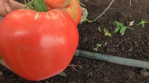 ТОМАТ БАТЯНЯ. ОБЗОР В ТЕПЛИЦЕ. Ольга Чернова.