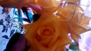 Роза сорт Мохана