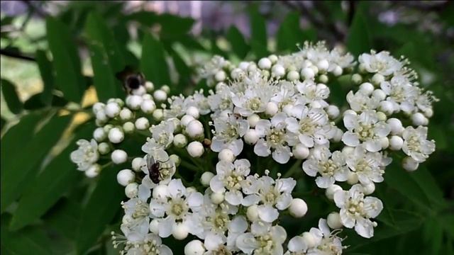 Варган слушать 10 мин | Веселая пчела. Шаманская музыка смотреть онлайн