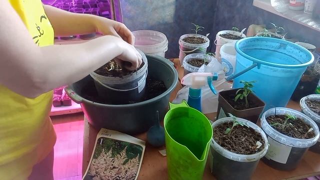 Астильба.Сохраняю до высадки в грунт .15.04.23г. смотреть онлайн
