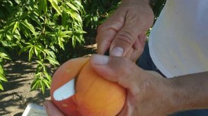 Персик Вайн голд,нагрузка, размер,вкус.