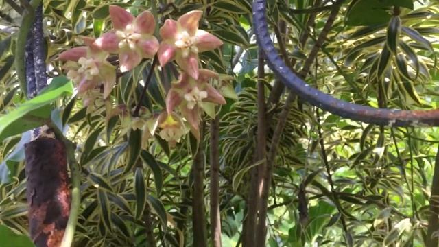 Hoya Imperialis ex Borneo смотреть онлайн