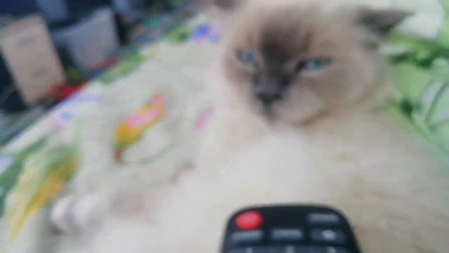 у моего кота пушка есть девушка по имени ромашка смотреть онлайн