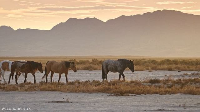 4K African Wildlife: Bwindi Impenetrable National Park - Scenic Wildlife Film With Real Sounds смотреть онлайн
