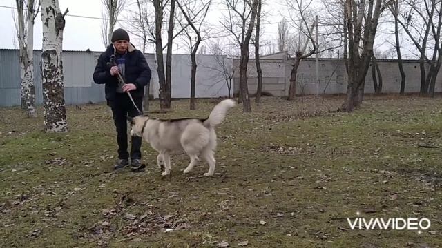 Хаски "Чарли". Начальные занятия по общему курсу послушания. Продолжение. Видео 2. смотреть онлайн