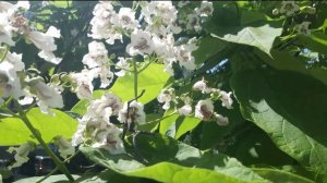 Цветение катальп. Катальпы как медонос.