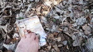 Я выпустил Муравьев на волю в лес! Прощайте Муравьи! alex boyko