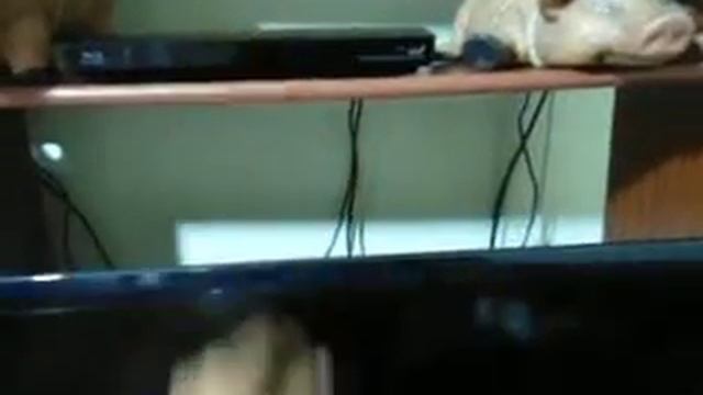 blu ray. смотреть онлайн