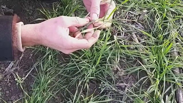 сравнение 2 сорта пшеницы смотреть онлайн