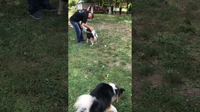 Ненецкие оленегонные лайки (оленегонный шпиц). Выставка. Ждем ринг. смотреть онлайн