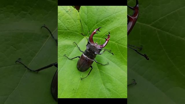 Жук олень насекомое смотреть онлайн