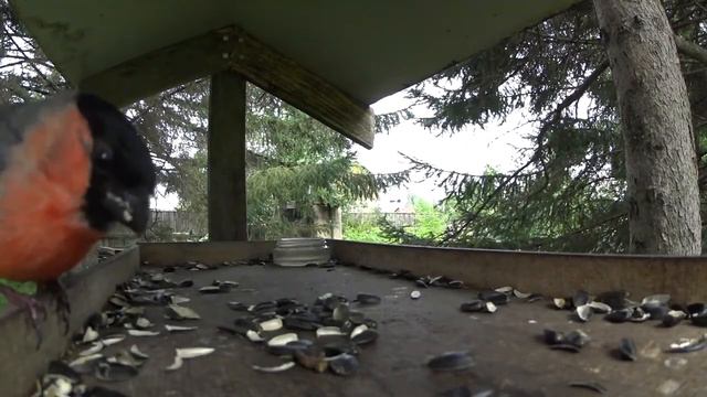 Смолян приглашают принять участие в соревнованиях по спортивной орнитологии смотреть онлайн