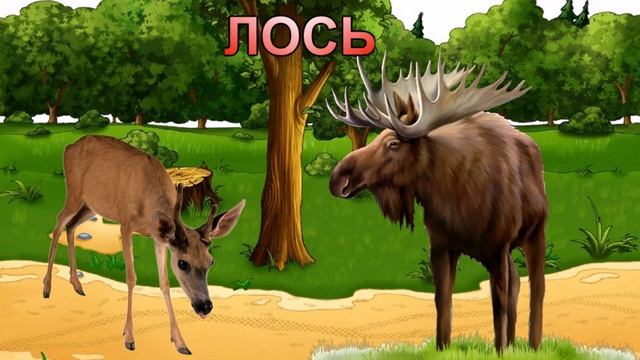 Дикие животные России. Ознакомительное видео для детей. смотреть онлайн