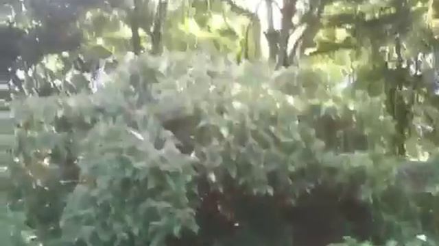 Hydrangea strigosa смотреть онлайн