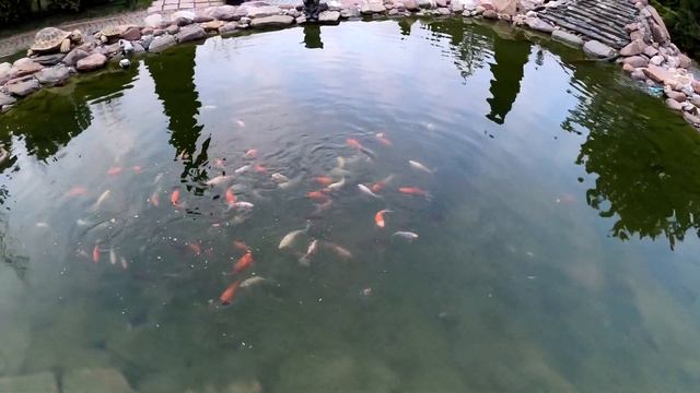 Здоровые осетры и карпы кои с карасями в маленьком пруду смотреть онлайн
