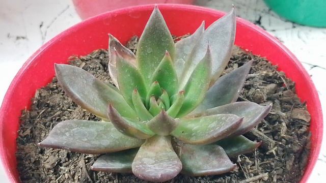 echeveria agavoides cuidados donsuculento смотреть онлайн