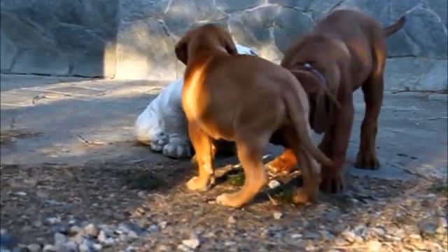 My puppies by Dogue della Valle Kennel смотреть онлайн