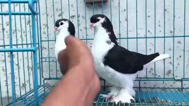 Lahore Siraji Pigeons смотреть онлайн