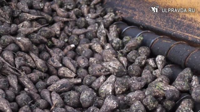 Аграрии Ульяновской области вышли на уборку сахарной свёклы смотреть онлайн