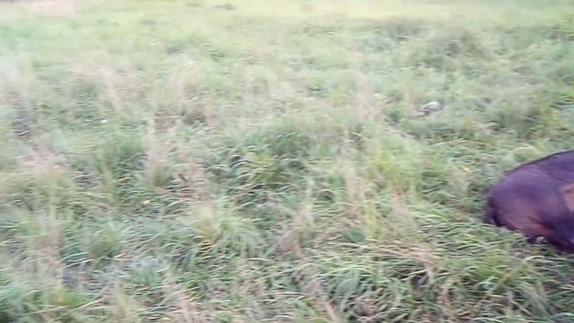 Сосунки. смотреть онлайн