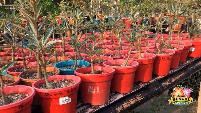 Adenium Somalense var. Crispum collection at Bengal Adenium смотреть онлайн