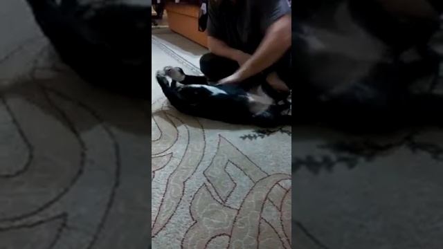 Моя собака меня кусает смотреть онлайн