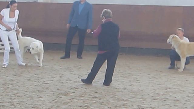 Азиат 2017, 30.04.2017, ББЯ Джахара 7 месяцев, ОП 2 место (1) смотреть онлайн