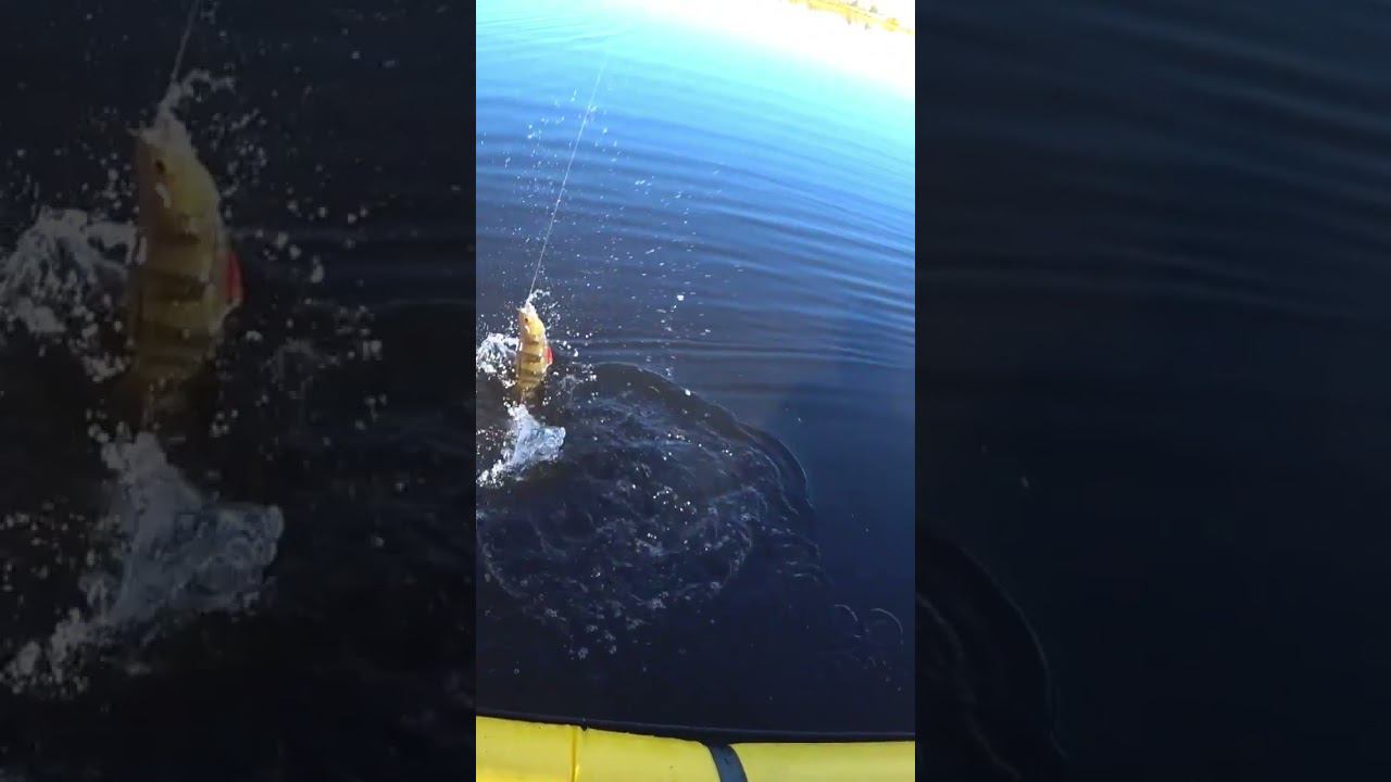 хороший окунь,жаль только один))) смотреть онлайн