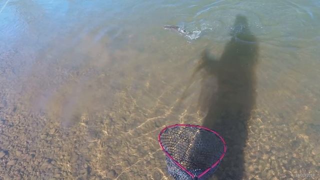 Таймень реки Уссури с дополнениями