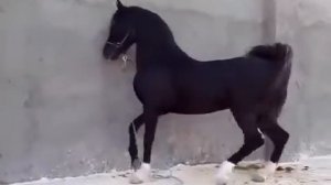 Красота Арабской лошади