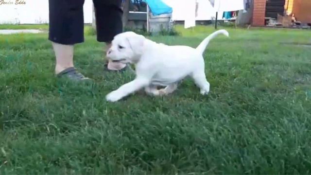 RICARDO WHITE Fender Edda смотреть онлайн