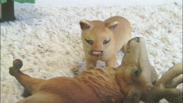 Animal Adventures Studios Presents - Animal Face-Off: Cougar Vs. Gray Wolf