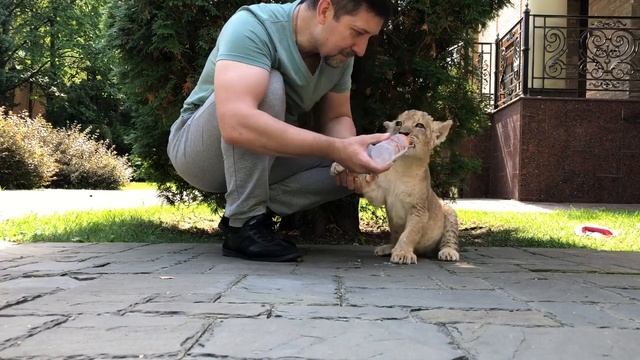 Кормление молодого львёнка смотреть онлайн